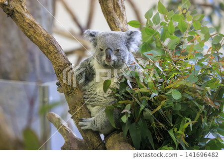 多摩動物公園考拉 多摩動物公園考拉 141696482