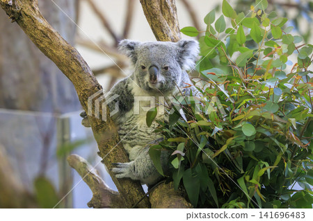 多摩動物公園考拉 多摩動物公園考拉 141696483
