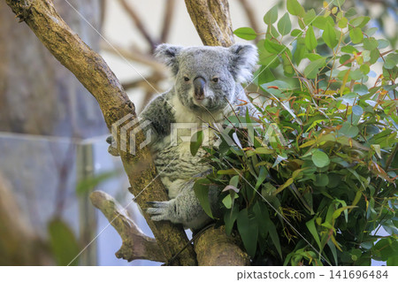 多摩動物公園考拉 多摩動物公園考拉 141696484