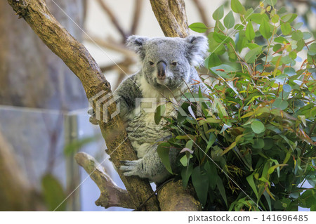 Tama Zoological Park Koala 141696485