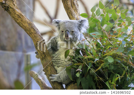 多摩動物公園考拉 多摩動物公園考拉 141696502