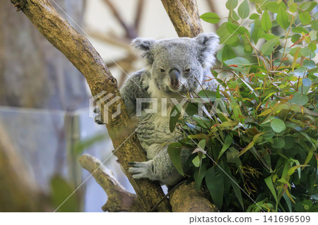 多摩動物公園考拉 多摩動物公園考拉 141696509