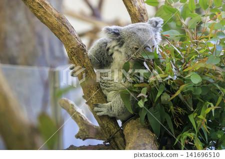 多摩動物公園考拉 多摩動物公園考拉 141696510