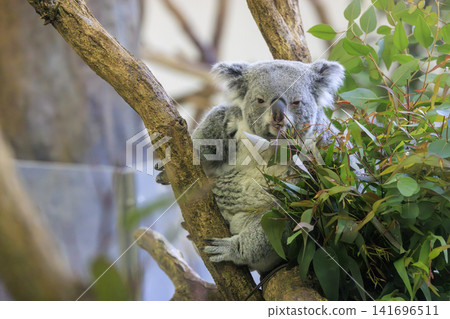 多摩動物公園考拉 多摩動物公園考拉 141696511