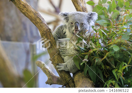多摩動物公園考拉 多摩動物公園考拉 141696522