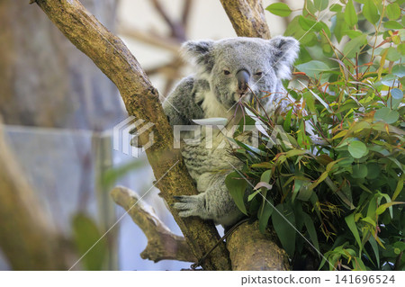 多摩動物公園考拉 多摩動物公園考拉 141696524