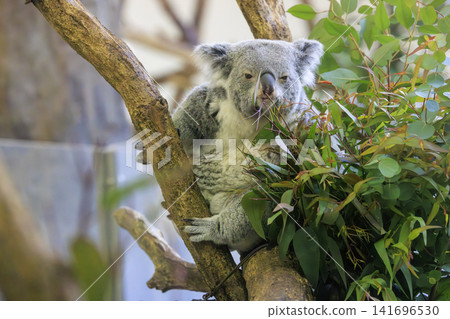 多摩動物公園考拉 多摩動物公園考拉 141696530