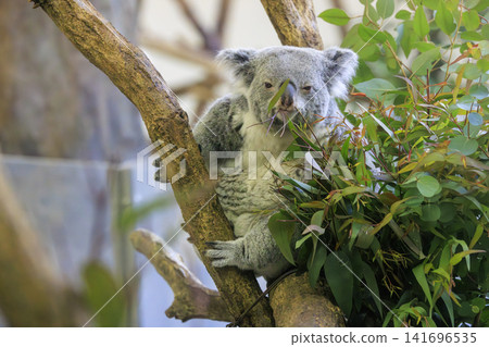 多摩動物公園考拉 多摩動物公園考拉 141696535