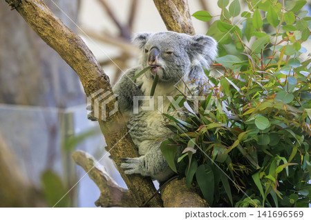 多摩動物公園考拉 多摩動物公園考拉 141696569