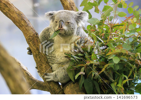 Tama Zoological Park Koala Tama Zoological Park Koala 141696573