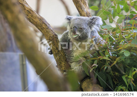 Tama Zoological Park Koala Tama Zoological Park Koala 141696574