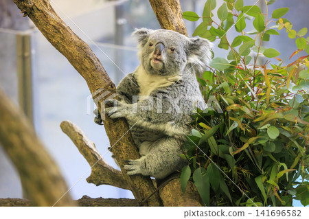 Tama Zoological Park Koala Tama Zoological Park Koala 141696582