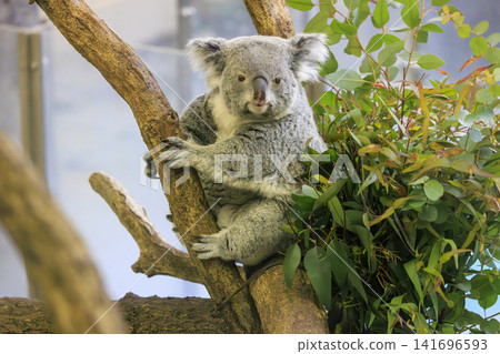 多摩動物公園考拉 多摩動物公園考拉 141696593