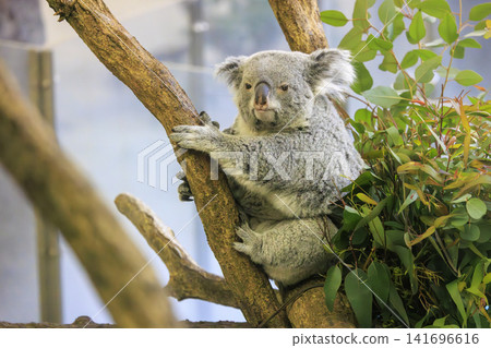Tama Zoological Park Koala Tama Zoological Park Koala 141696616
