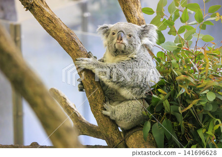 多摩動物公園考拉 141696628