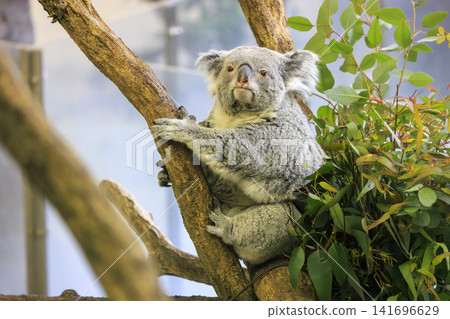 Tama Zoological Park Koala Tama Zoological Park Koala 141696629