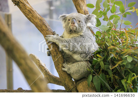 Tama Zoological Park Koala Tama Zoological Park Koala 141696630