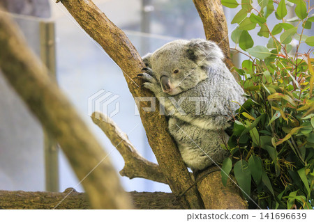 多摩動物公園考拉 多摩動物公園考拉 141696639