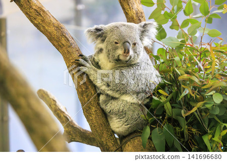 Tama Zoological Park Koala Tama Zoological Park Koala 141696680