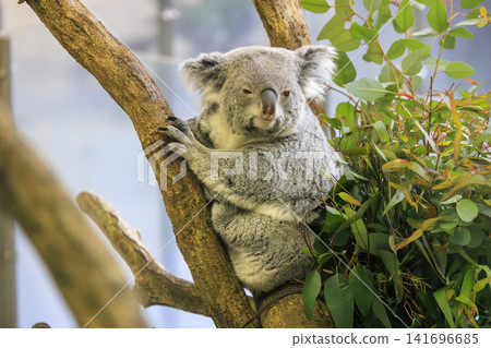 Tama Zoological Park Koala Tama Zoological Park Koala 141696685