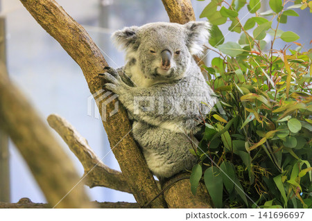 Tama Zoological Park Koala Tama Zoological Park Koala 141696697