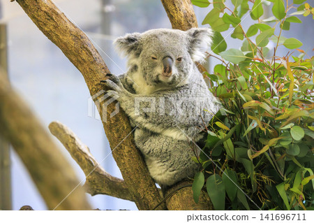 Tama Zoological Park Koala Tama Zoological Park Koala 141696711