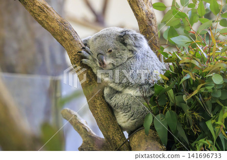 多摩動物公園考拉 多摩動物公園考拉 141696733