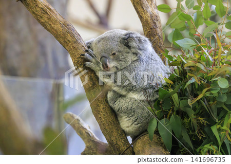 多摩動物公園考拉 多摩動物公園考拉 141696735