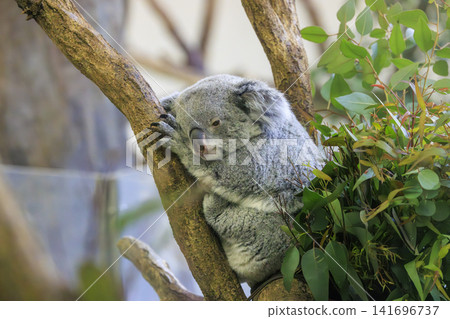 多摩動物公園考拉 多摩動物公園考拉 141696737