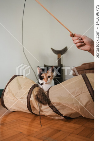 Woman entertaining a young calico cat with a feather wand toy at home. Indoor interaction highlighting play, bonding, enrichment, and responsible pet care Woman entertaining a young calico cat with a feather wand toy at home. Indoor interaction highlighting play, bonding, enrichment, and responsible pet care 141696775