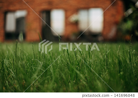 Fresh green grass on a landscaped lawn in focus with blurred modern brick house in background. Suburban home, private garden, residential neighborhood Fresh green grass on a landscaped lawn in focus with blurred modern brick house in background. Suburban home, private garden, residential neighborhood 141696848