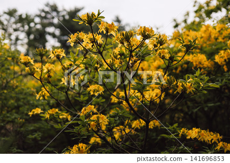 Blooming yellow rhododendron bushes in a spring botanical garden with lush greenery. Scenic nature with flowers in landscaped park. Seasonal blossom. Blooming yellow rhododendron bushes in a spring botanical garden with lush greenery. Scenic nature with flowers in landscaped park. Seasonal blossom. 141696853