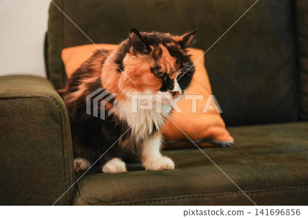Fluffy long haired calico cat resting peacefully on a comfortable sofa indoors. Cozy home lifestyle scene highlighting relaxation, comfort, and everyday feline behavior 141696856