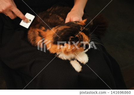Woman grooming a long haired calico cat using a slicker brush at home. Everyday pet care scene highlighting coat maintenance, hygiene, and responsible ownership Woman grooming a long haired calico cat using a slicker brush at home. Everyday pet care scene highlighting coat maintenance, hygiene, and responsible ownership 141696860