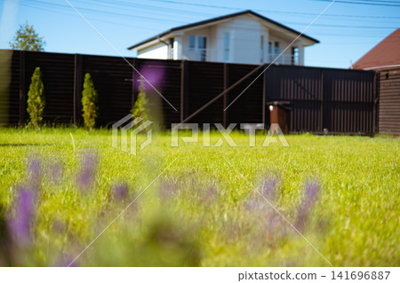 A green backyard lawn with lavender flowers in the foreground and a modern detached house in the background on a sunny summer day. Suburban residential lifestyle, landscaping, and outdoor living. A green backyard lawn with lavender flowers in the foreground and a modern detached house in the background on a sunny summer day. Suburban residential lifestyle, landscaping, and outdoor living. 141696887
