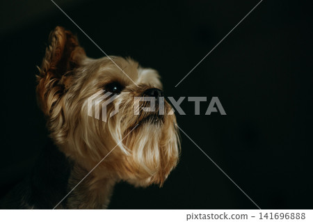 Yorkshire Terrier illuminated by soft directional light against a dark background. Elegant canine portrait with copy space, the attentive expression. 141696888
