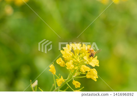 Spring rapeseed flowers and honeybees collecting nectar 12 Spring rapeseed flowers and honeybees collecting nectar 12 141696892