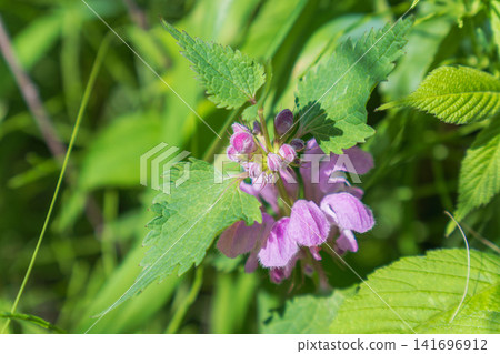 春日森林:紫花野芝麻(Lamium album)01 春日森林:紫花野芝麻(Lamium album)01 141696912