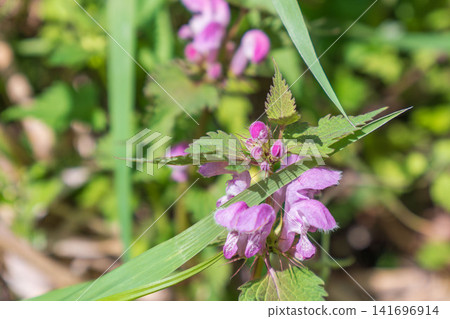 Spring forest: Purple flowers of Lamium album 03 Spring forest: Purple flowers of Lamium album 03 141696914