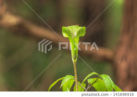 春季森林:Arisaema serratum 01 佛焰苞 春季森林:Arisaema serratum 01 佛焰苞 141696916