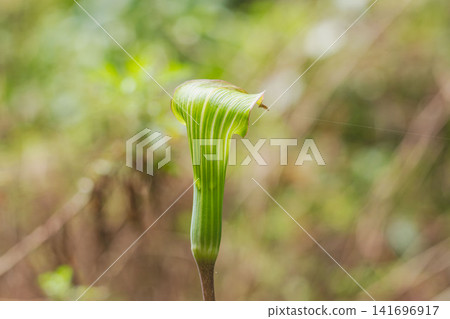 春季森林:Arisaema serratum 02 佛焰苞 春季森林:Arisaema serratum 02 佛焰苞 141696917