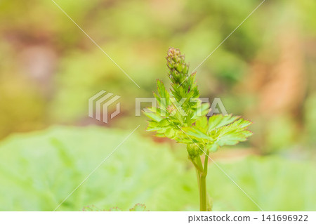 Spring forest: The buds of the purple corydalis are growing 02 Spring forest: The buds of the purple corydalis are growing 02 141696922