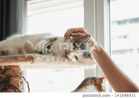 Woman gently stroking a relaxed domestic cat resting on a cat tree near a sunny window. Cozy home lifestyle scene expressing affection, trust, comfort, and pet companionship Woman gently stroking a relaxed domestic cat resting on a cat tree near a sunny window. Cozy home lifestyle scene expressing affection, trust, comfort, and pet companionship 141696931