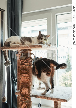 Two domestic cats relaxing on a cat tree beside a bright window at home. Cozy indoor lifestyle scene showcasing companionship, climbing, observation, and feline enrichment 141696958