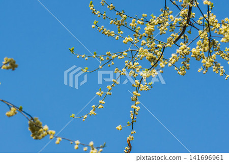 Litsea cubeba flowers and the spring blue sky 02 Litsea cubeba flowers and the spring blue sky 02 141696961