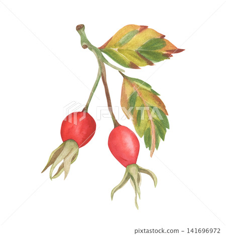 Watercolor rose hip branch with autumn leaves isolated on white Watercolor rose hip branch with autumn leaves isolated on white 141696972