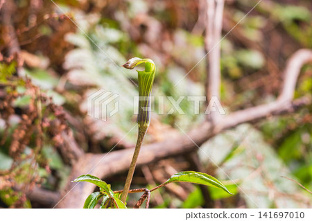 春季森林:Arisaema serratum 04 佛焰苞 春季森林:Arisaema serratum 04 佛焰苞 141697010