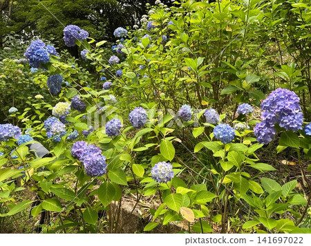 神戶市立森林植物園初夏時節,藍色繡球花在森林中盛開。 神戶市立森林植物園初夏時節,藍色繡球花在森林中盛開。 141697022