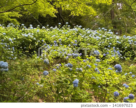 神戶市森林植物園內,大片繡球花盛開。 神戶市森林植物園內,大片繡球花盛開。 141697023