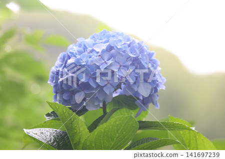 Hydrangea swaying in the wind Hydrangea swaying in the wind 141697239